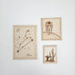 Stamp Trio ~ Star Sign