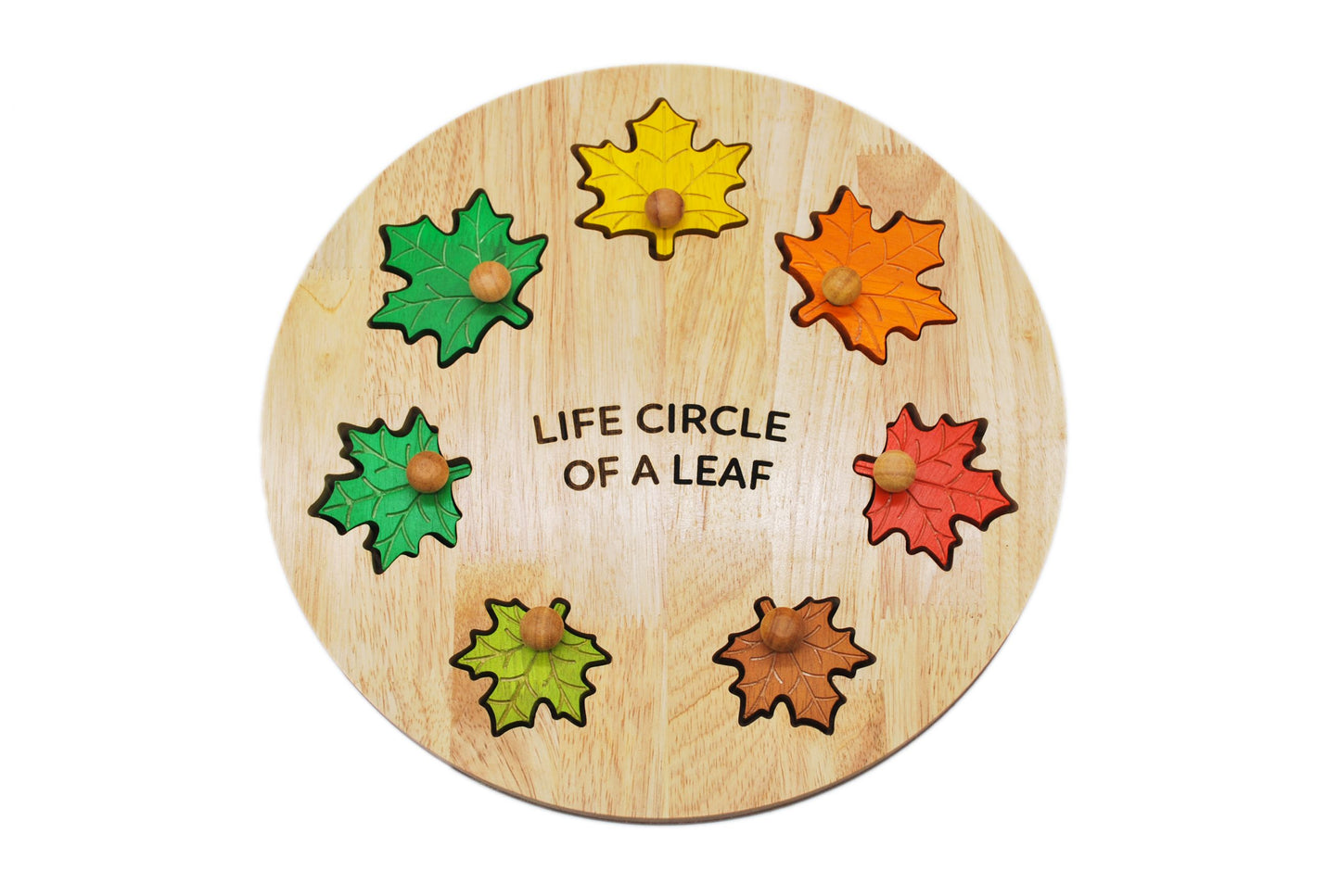 Life Circle Of A Leaf