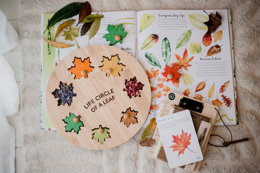 Life Circle Of A Leaf