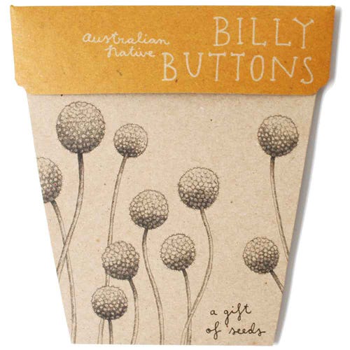 Gift Of Seeds ~ Billy Button