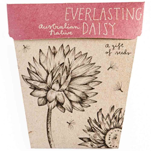 Gift Of Seeds ~ Everlasting Daisy